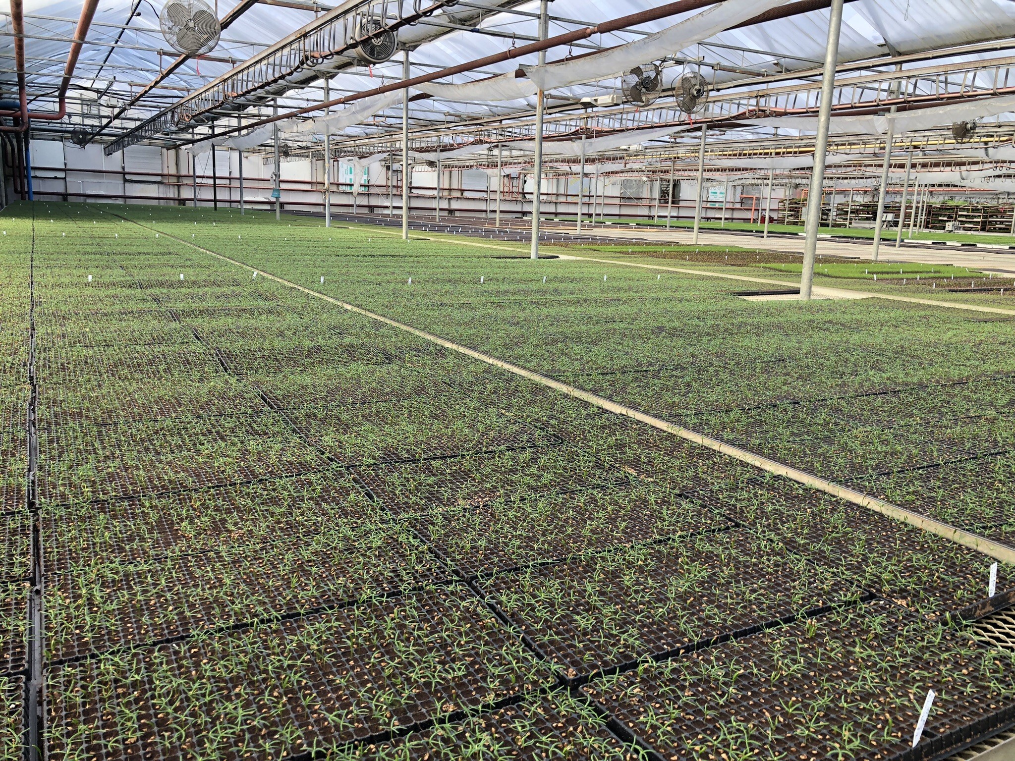 Greenhouse tree seedlings 250402 IMG_9309